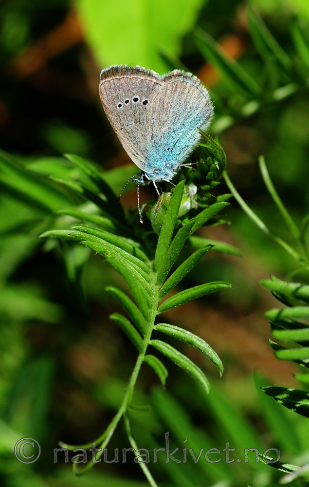 SIR_5703 / Glaucopsyche alexis / Kløverblåvinge