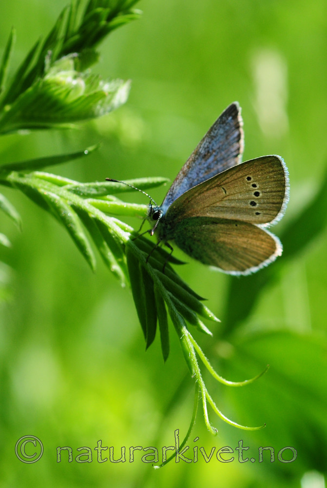 SIR_5715 / Glaucopsyche alexis / Kløverblåvinge