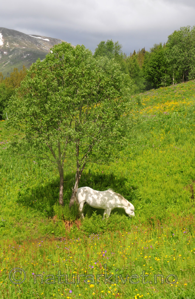 SIR_5814 / Equus caballus / Hest