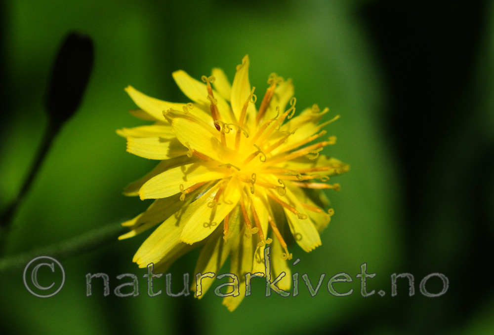 SIR_6014 / Crepis praemorsa / Enghaukeskjegg