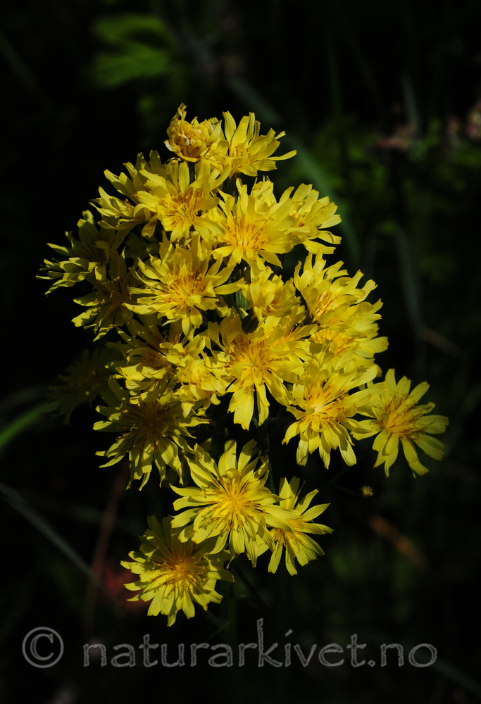SIR_6025 / Crepis praemorsa / Enghaukeskjegg