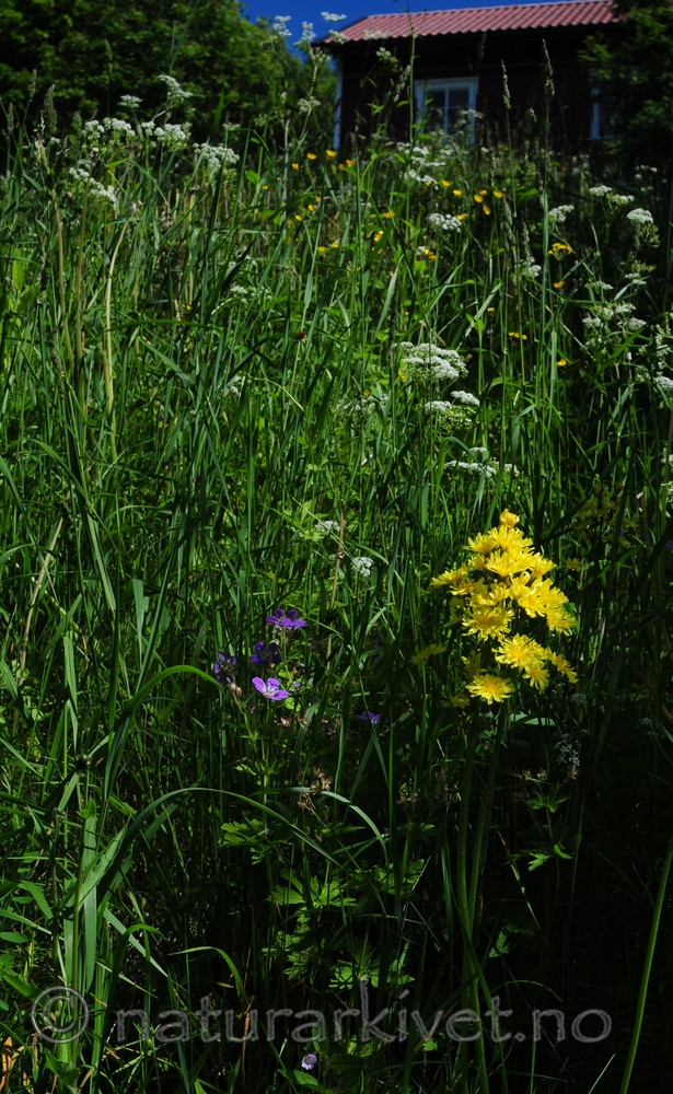 SIR_6027 / Crepis praemorsa / Enghaukeskjegg