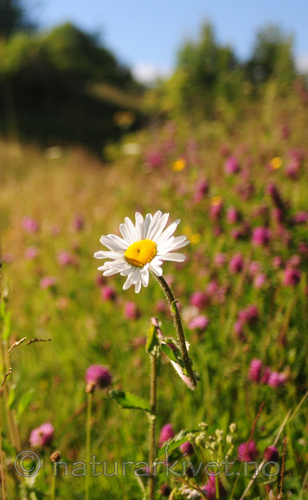 SIR_6046 / Leucanthemum vulgare / Prestekrage