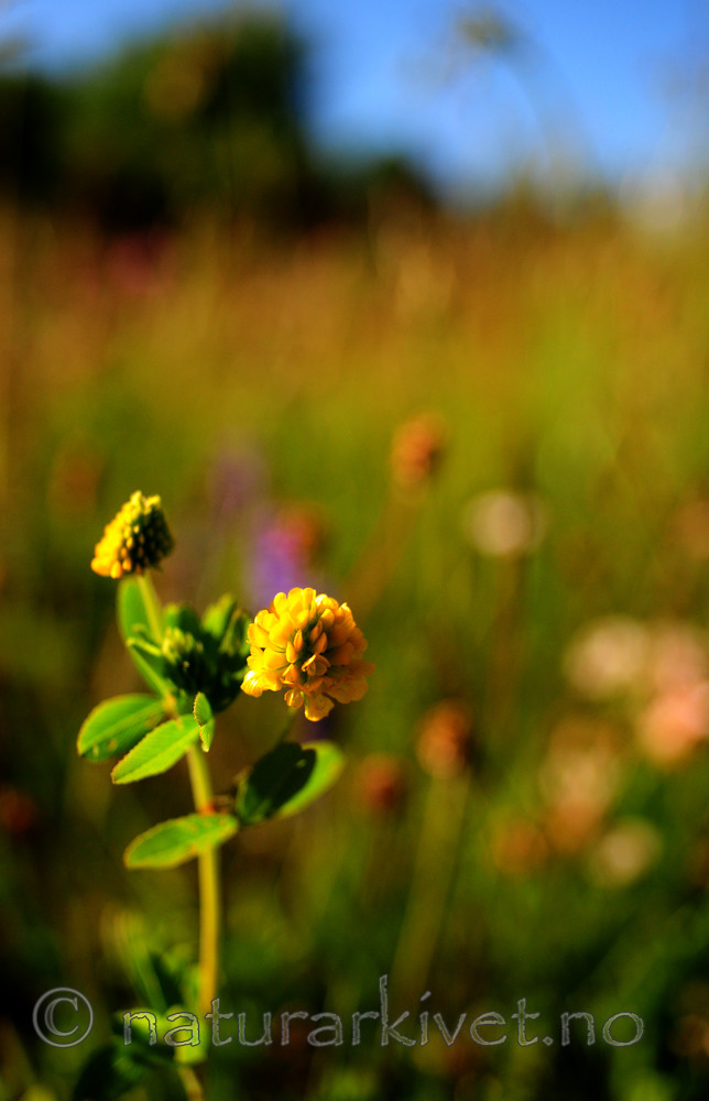 SIR_6048 / Trifolium aureum / Gullkløver