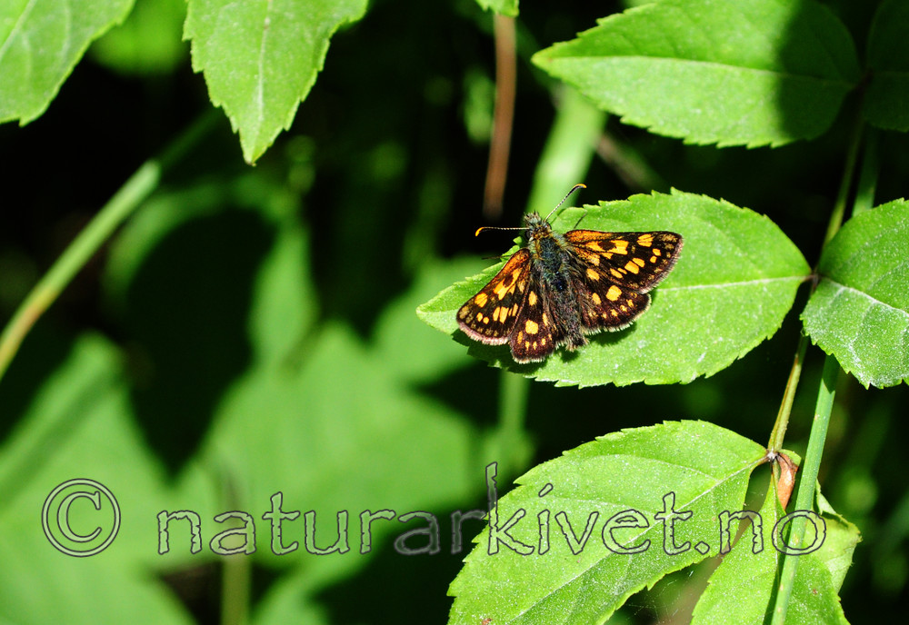 SIR_6063 / Carterocephalus palaemon / Gulflekksmyger