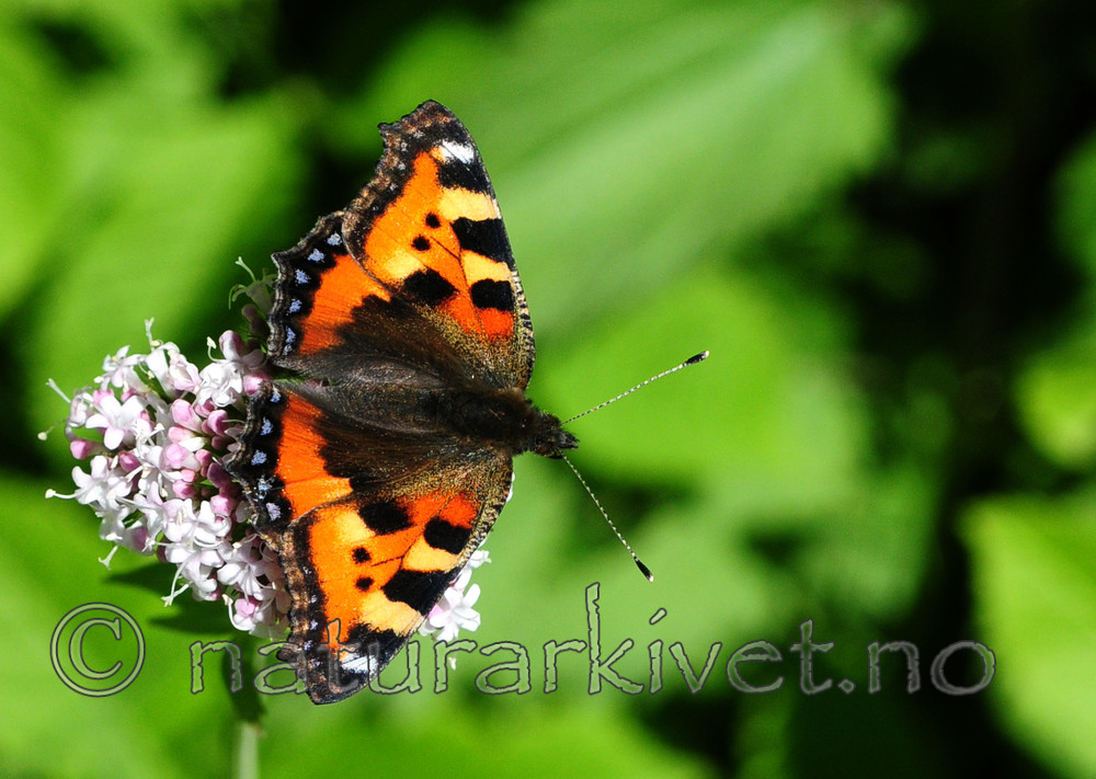 SIR_6066 / Aglais urticae / Neslesommerfugl