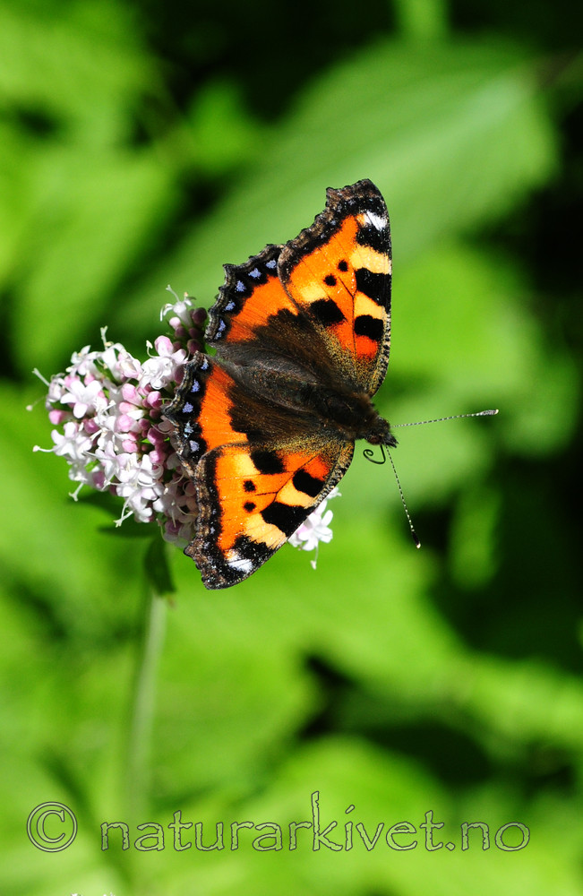 SIR_6067 / Aglais urticae / Neslesommerfugl