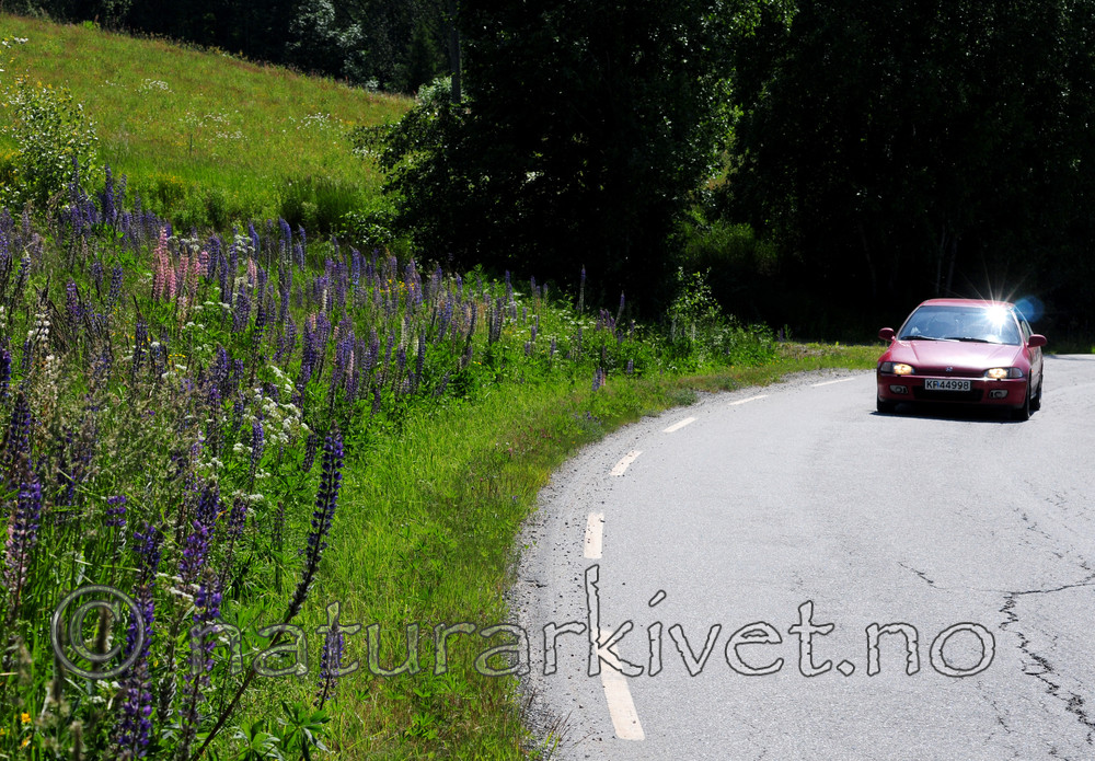 SIR_6080 / Lupinus polyphyllus / Hagelupin