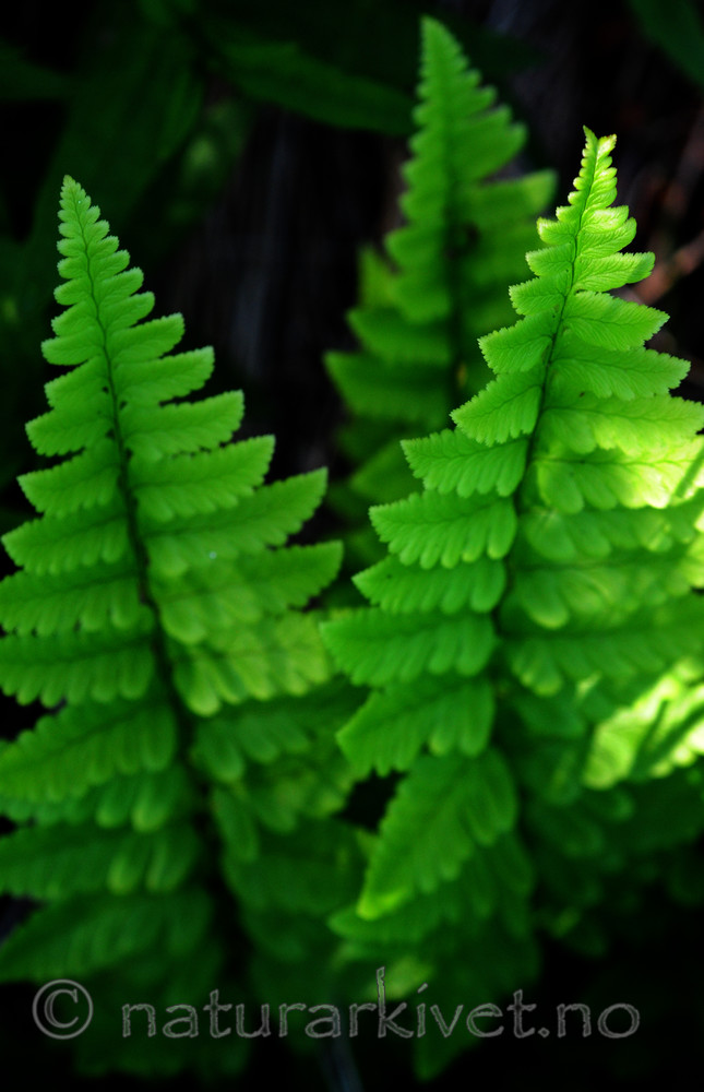 SIR_6130 / Dryopteris cristata / Vasstelg