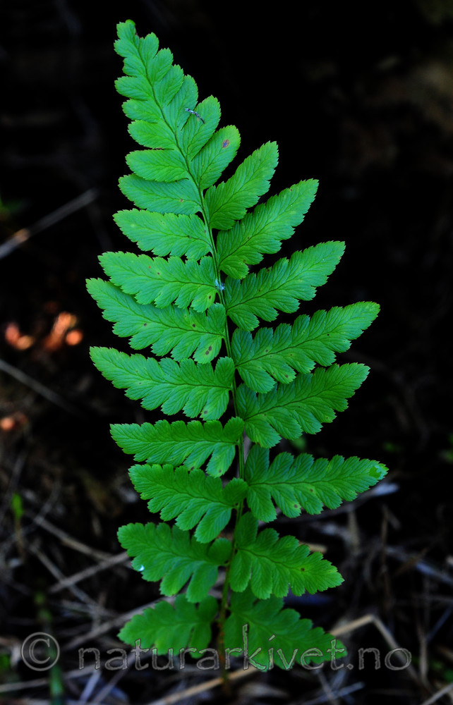 SIR_6137 / Dryopteris cristata / Vasstelg
