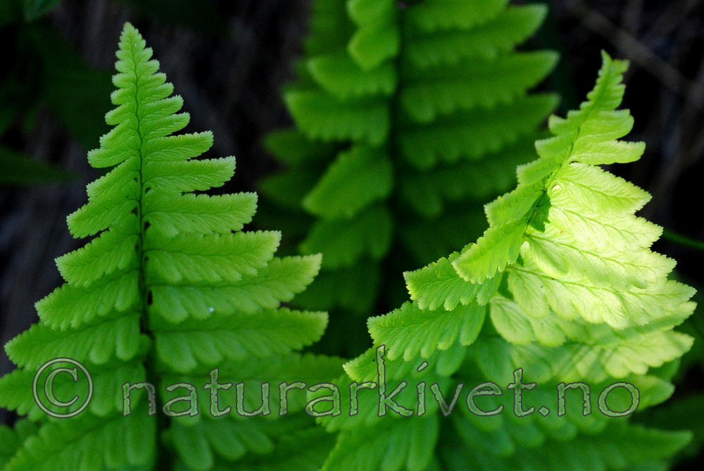 SIR_6144 / Dryopteris cristata / Vasstelg