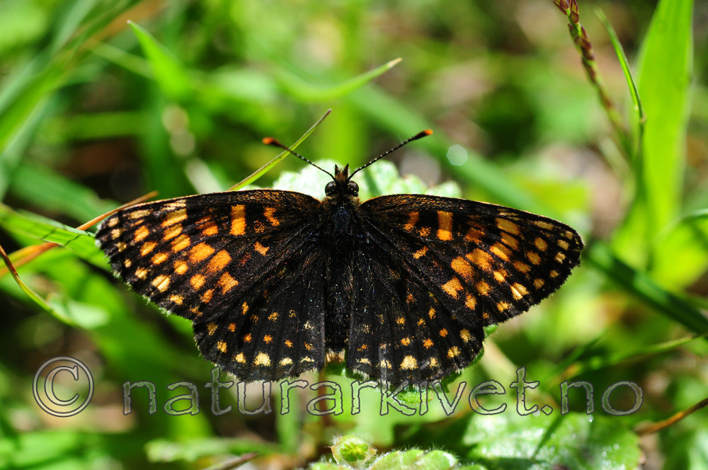 SIR_6191 / Melitaea diamina / Mørk rutevinge