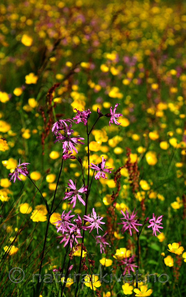 SIR_6194 / Lychnis flos-cuculi / Hanekam