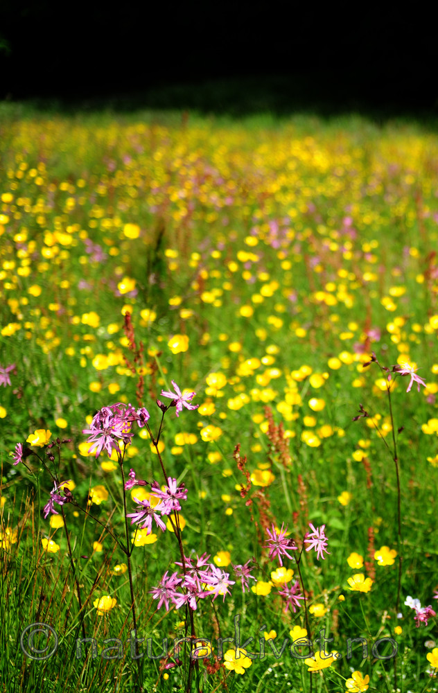 SIR_6209 / Lychnis flos-cuculi / Hanekam