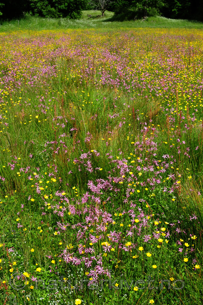 SIR_6217 / Lychnis flos-cuculi / Hanekam