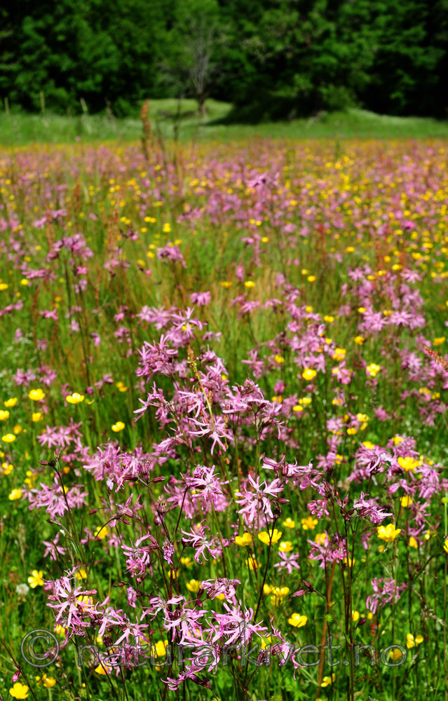 SIR_6218 / Lychnis flos-cuculi / Hanekam
