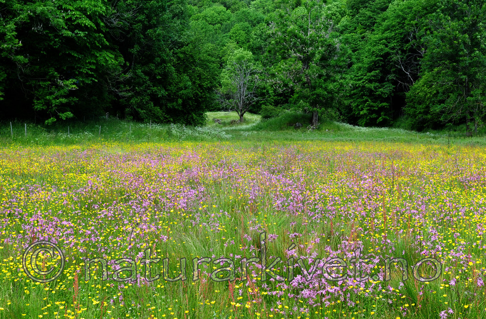 SIR_6223 / Lychnis flos-cuculi / Hanekam