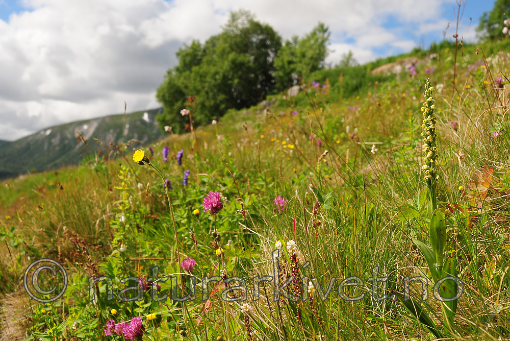 SIR_6387 / Pseudorchis albida / Hvitkurle <br /> Pseudorchis albida