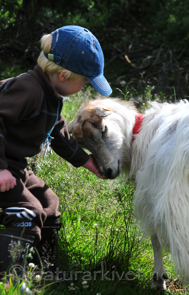 SIR_6553 / Capra hircus / Geit