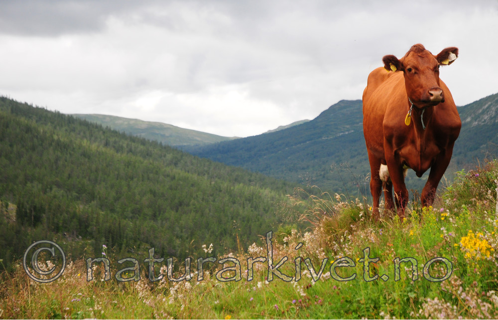 SIR_6707 / Bos taurus / Storfe