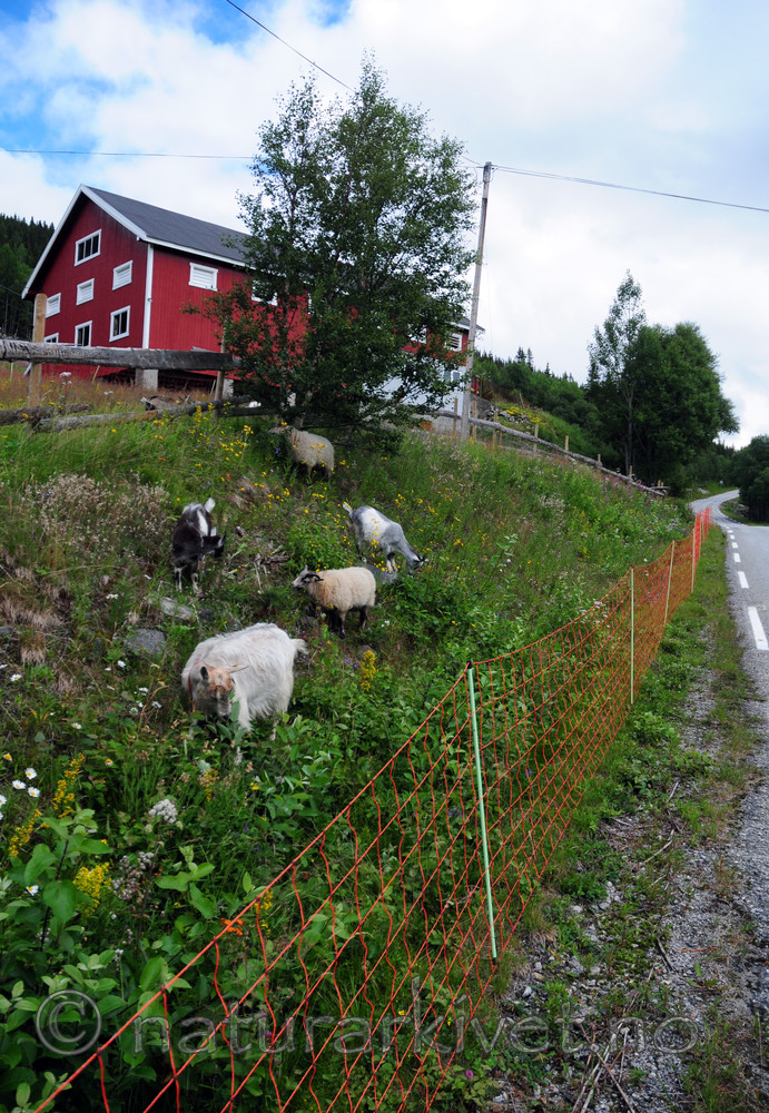 SIR_6727 / Capra hircus / Geit <br /> Ovis aries / Sau