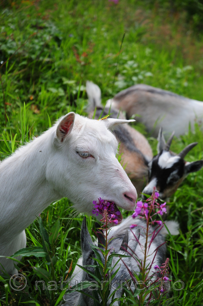 SIR_6735 / Capra hircus / Geit <br /> Ovis aries / Sau