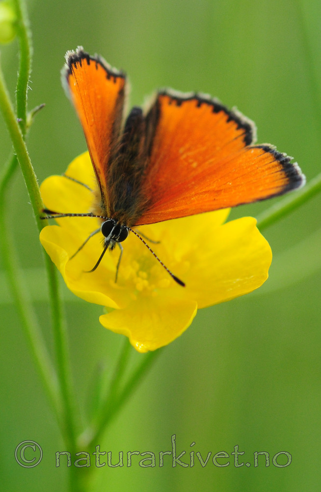 SIR_6744 / Lycaena virgaureae / Oransjegullvinge