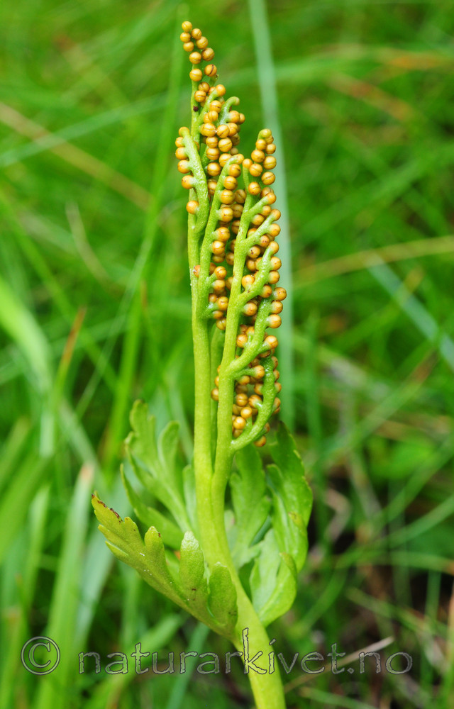 SIR_6762 / Botrychium lanceolatum / Handmarinøkkel