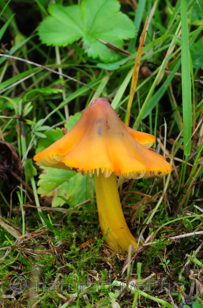 SIR_6822 / Hygrocybe conica / Kjeglevokssopp