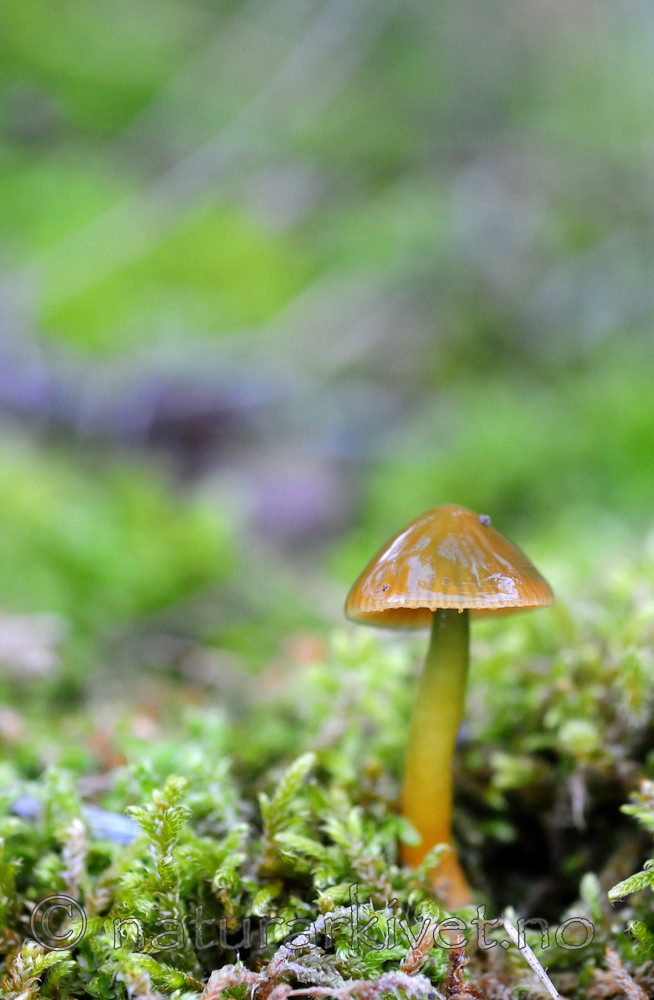 SIR_7000 / Hygrocybe psittacina / Papegøyevokssopp