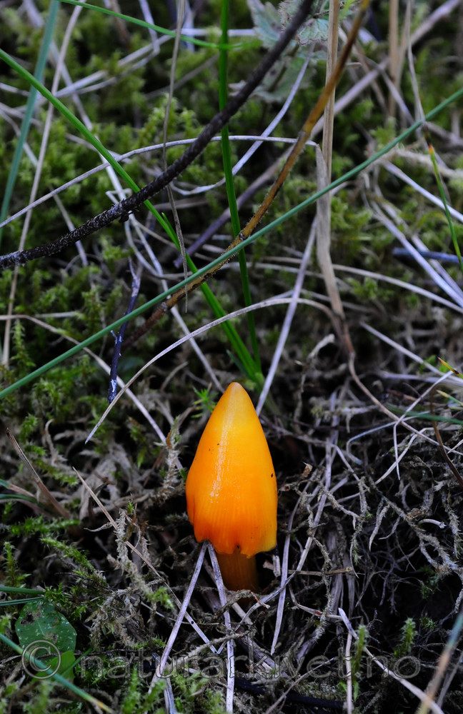 SIR_7009 / Hygrocybe acutoconica / Spiss vokssopp