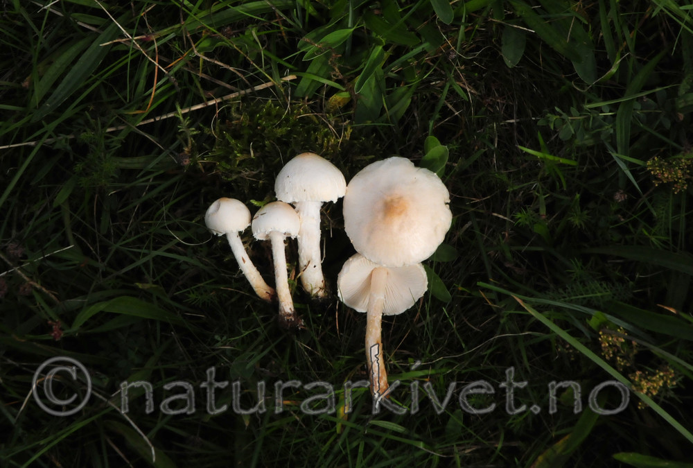 SIR_7037 / Lepiota oreadiformis / Blek parasollsopp