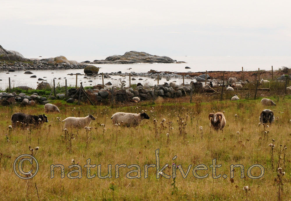 SIR_7061 / Ovis aries / Sau