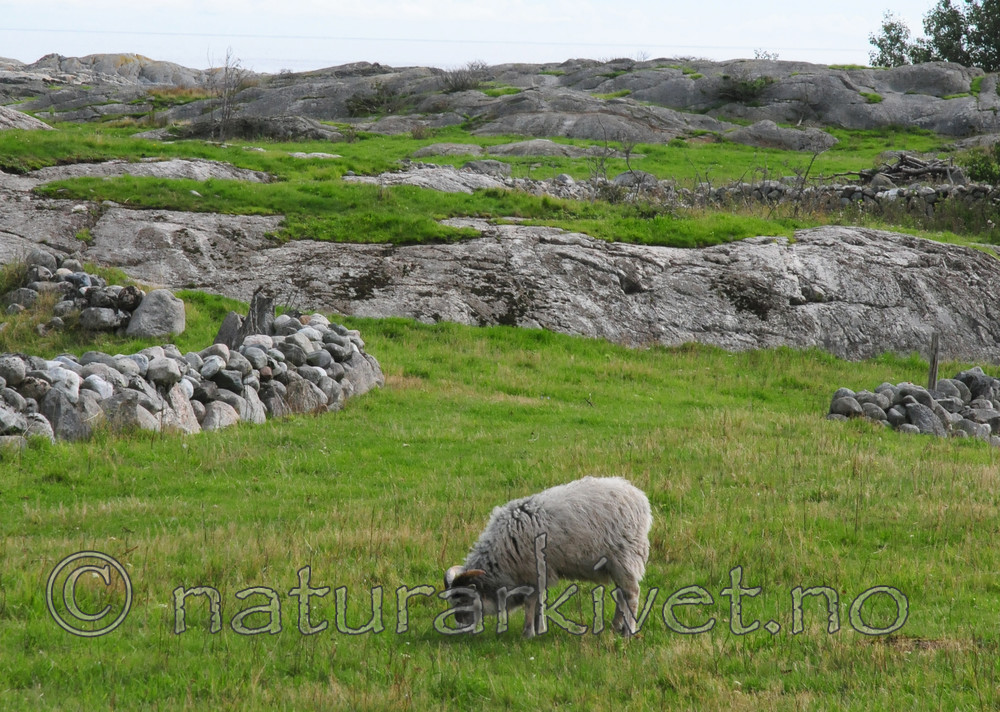 SIR_7064 / Ovis aries / Sau