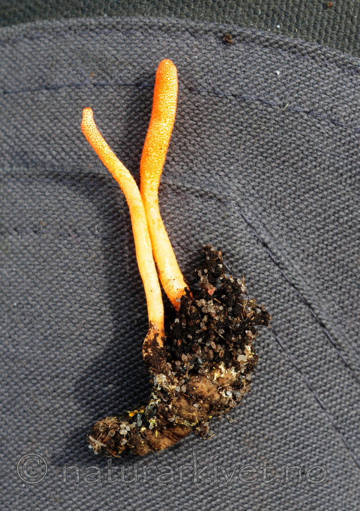 SIR_7086 / Cordyceps militaris / Rød åmeklubbe