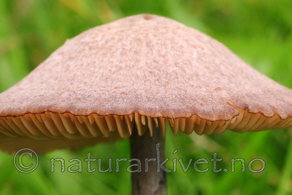 SIR_7109 / Entoloma griseocyaneum / Lillagrå rødspore