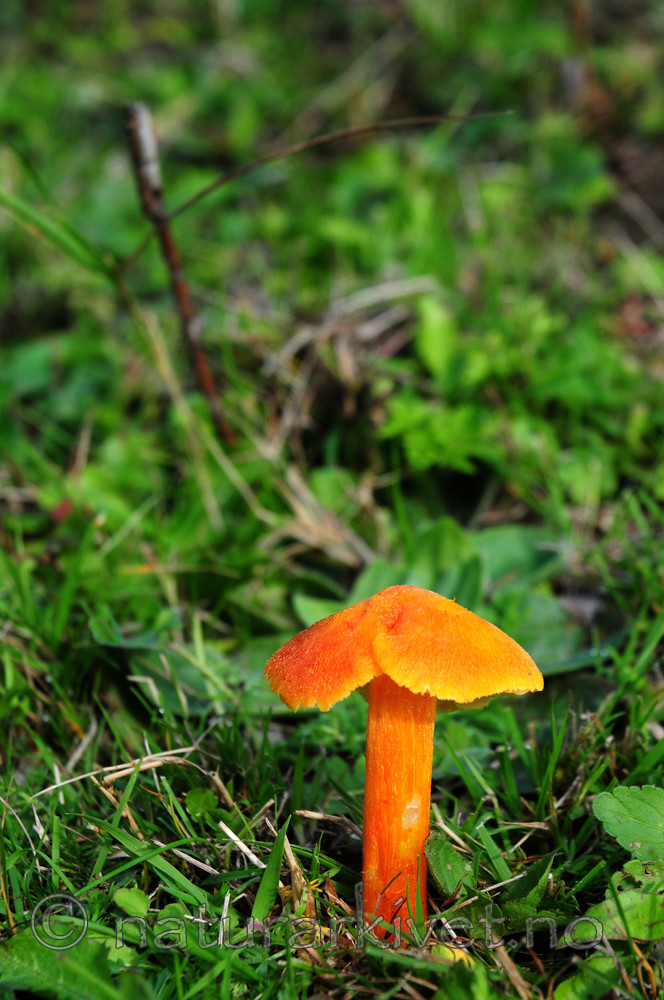 SIR_7141 / Hygrocybe intermedia / Flammevokssopp