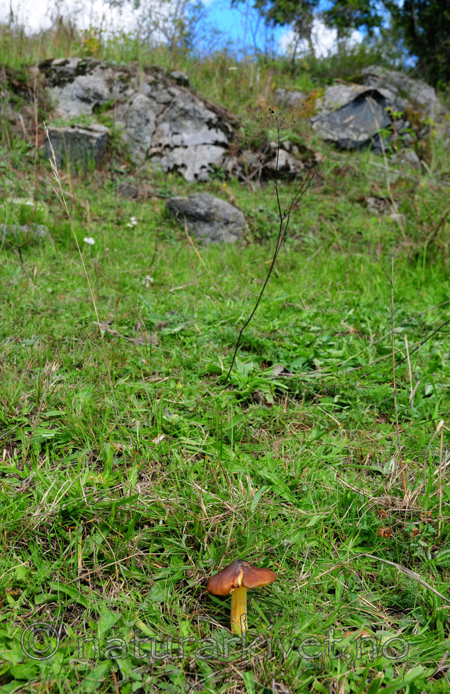 SIR_7167 / Hygrocybe spadicea / Sitronskivevokssopp
