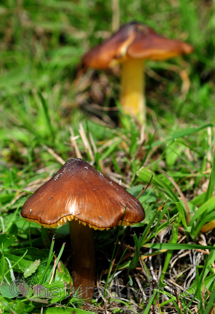 SIR_7191 / Hygrocybe spadicea / Sitronskivevokssopp