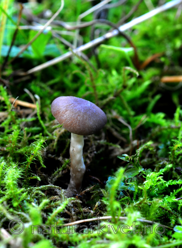 SIR_7202 / Dermoloma cuneifolium / Grå grynmusserong