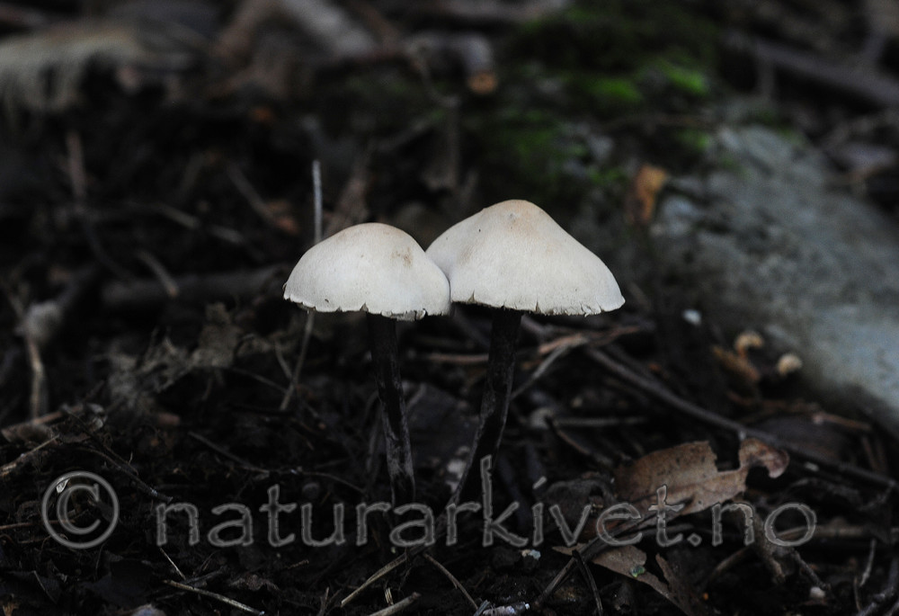 SIR_7252 / Cystolepiota bucknallii / Lilla melparasollsopp