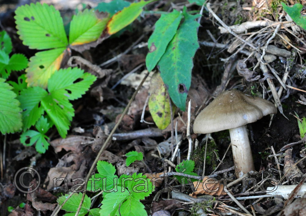 SIR_7294 / Entoloma prunuloides / Melrødspore