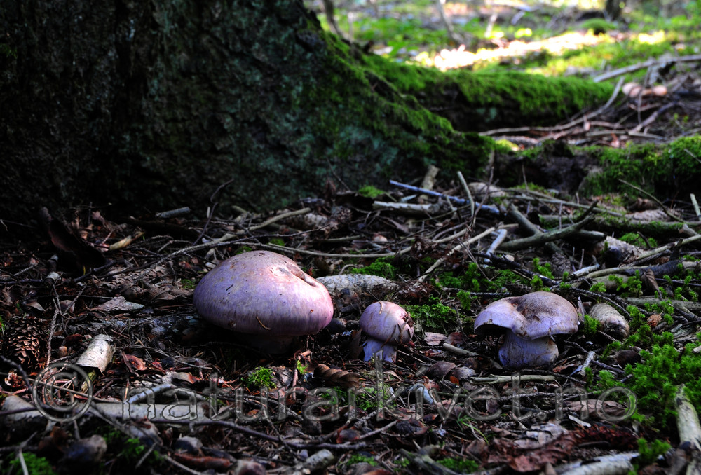 SIR_7364 / Cortinarius variecolor / Blåkantslørsopp