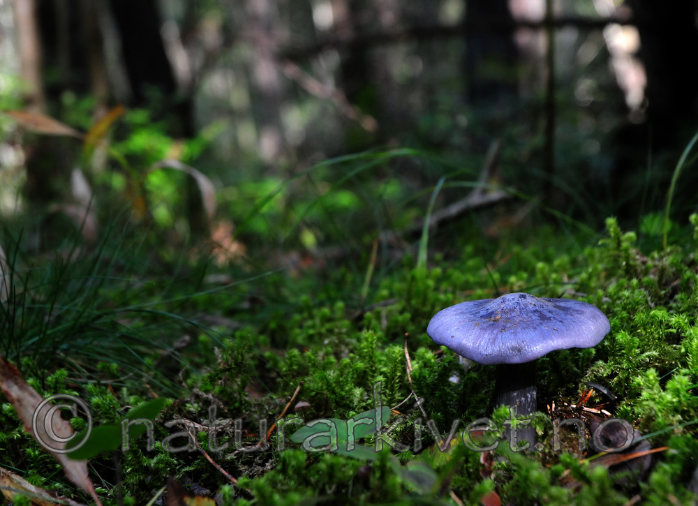 SIR_7407 / Entoloma bloxamii / Praktrødspore