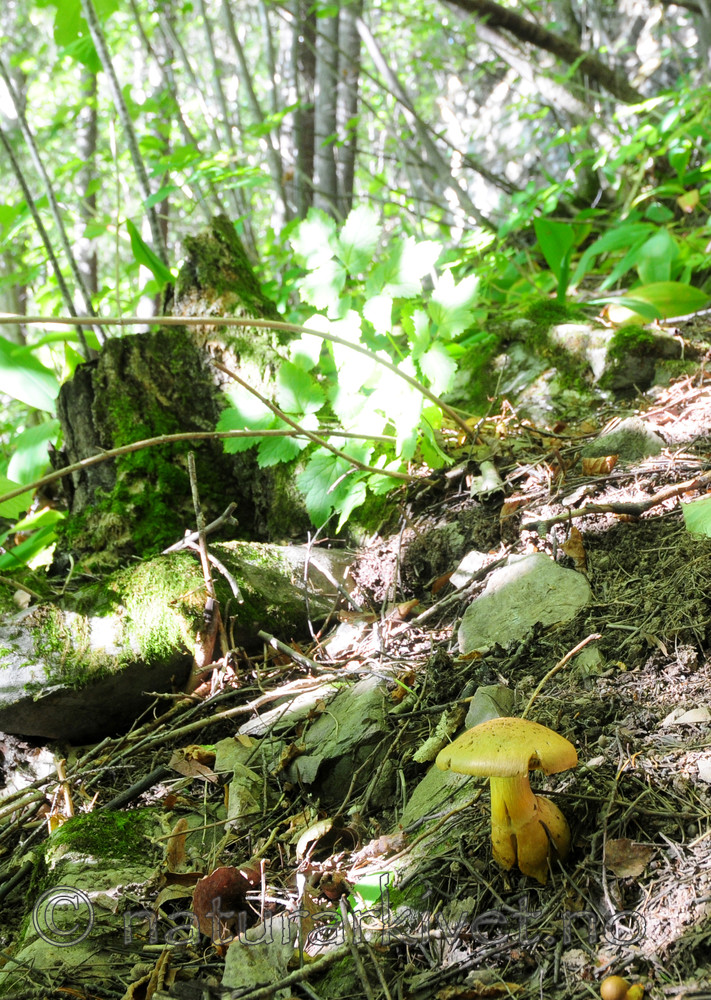SIR_7433 / Cortinarius cotoneus / Hasselslørsopp