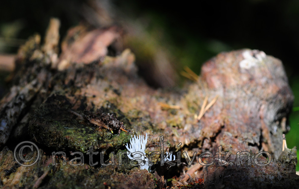 SIR_7535 / Populus tremula / Osp