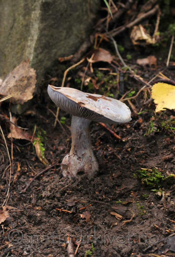 SIR_7555 / Cortinarius cyanites / Rødnende slørsopp