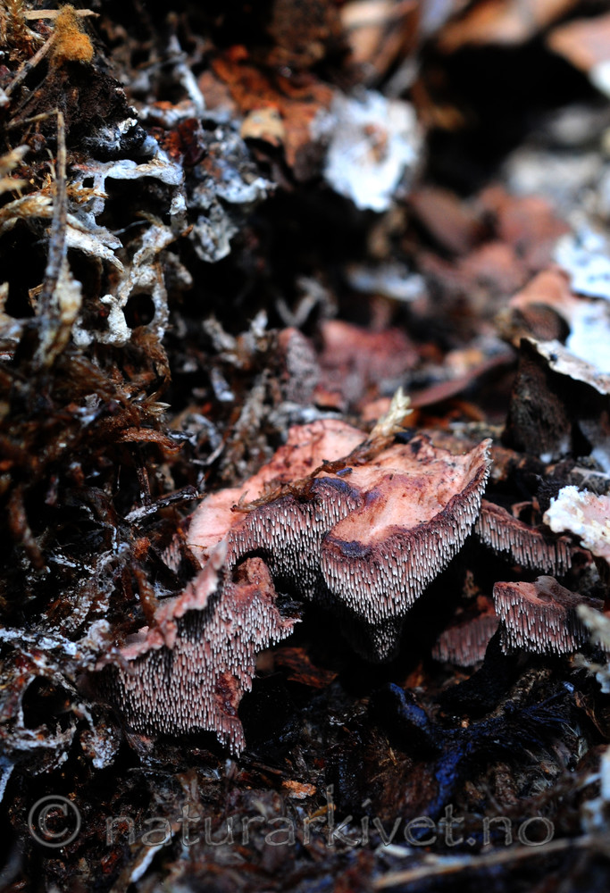 SIR_7796 / Hydnellum gracilipes / Skyggebrunpigg