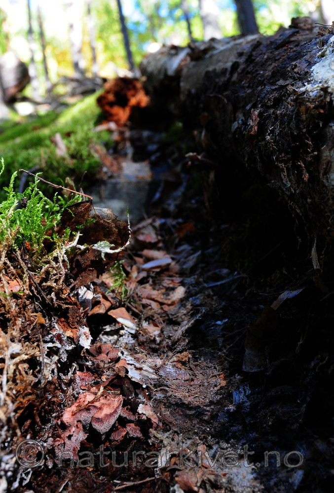 SIR_7828 / Hydnellum gracilipes / Skyggebrunpigg