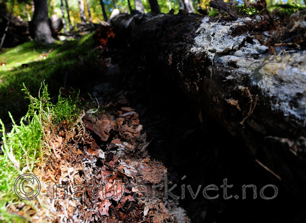 SIR_7846 / Hydnellum gracilipes / Skyggebrunpigg